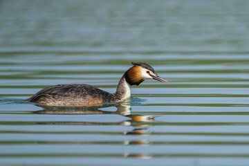 Great crested grebe swimming on a lake