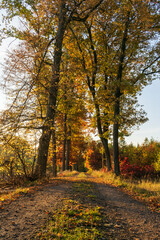 Colorful autumn in the Czech forest.