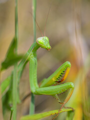 Portrait of a green adult Mantis religiosa