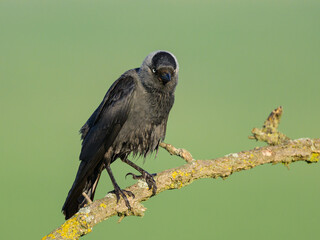 A Western Jackdaw sitting on a branch