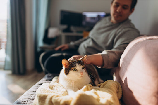 Man hand gently strokes her cat on the fur. The relationship between a cat and a person. Selective focus. Love cats and humans. Relationship, weasel.
