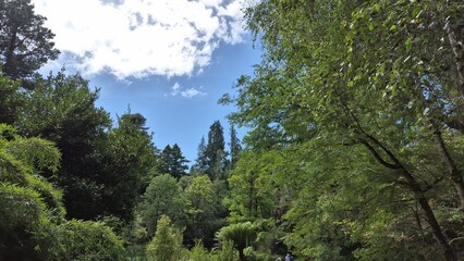 Park with beautiful trees and plants in Ireland, park zone
