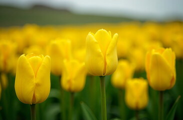 Bush large yellow tulip, blooming flower outside garden, close-up. AI Generative