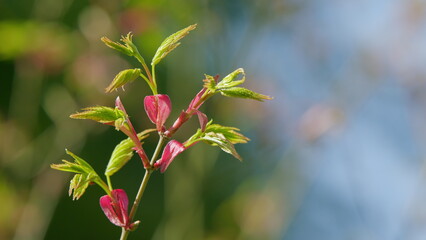 Spring Is Coming. Leaves Of Green Bark Japanese Maple. Japanese Maple With Green Leaves In Spring. Pan.