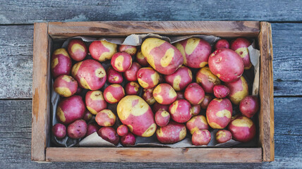 organic potato variety with original spotted skin close-up in a box selective focus