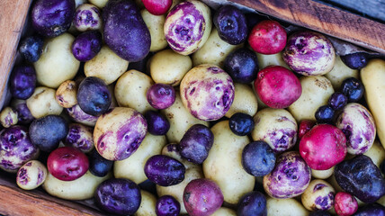 organic potatoes with multi-colored skin close-up in a box selective focus
