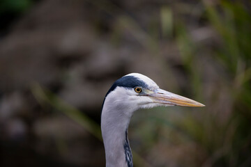 The Grey Heron (Ardea cinerea).