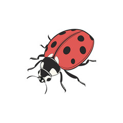 ladybug vector art and illustration