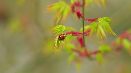 Small Beetle Of The Family Coccinellidae Commonly Known As Ladybugs Or Ladybirds. Japanese Maple...