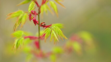 Japanese Maple Shoots In Green And Red. Red Seven Spot Insect Is The Most Common Ladybird In Europe. Close up.