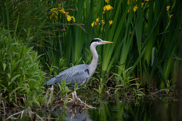 The Grey Heron (Ardea cinerea).