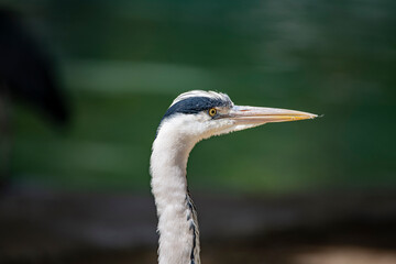 The Grey Heron (Ardea cinerea).