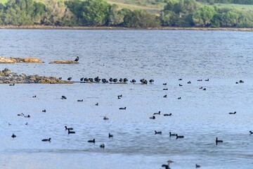 Numerous ducks and birds scattered across a calm waterbody