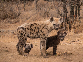 Hyena Mother With Two Pups at a Den Looking at The Camera in South Africa