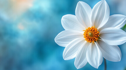 Dahlia flower in white, beautiful bloom and blossom showcases nature beauty, plant thrives in summer garden, background highlights floral decoration.