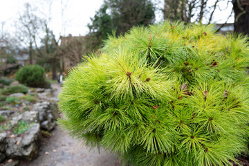 Close-up of a healthy dwarf pine seen in a city park in England during early winter. The patch leads to other alpine style plants and flowers in a rockery garden.