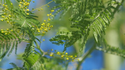 Yellow Mimosa Flowers Or Acacia Dealbata Blooming On Spring Tree. Yellow Gold Flowering Mimosa Tree. Still.