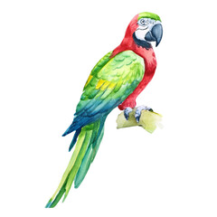 Fototapeta premium Vibrant Watercolor Macaw Parrot on Branch Tropical Bird Exotic Wildlife