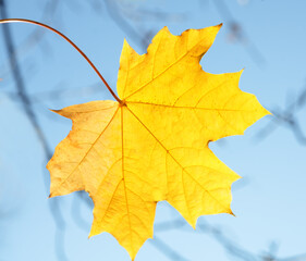 Maple leaves close-up. Yellow leaves on a blue background.