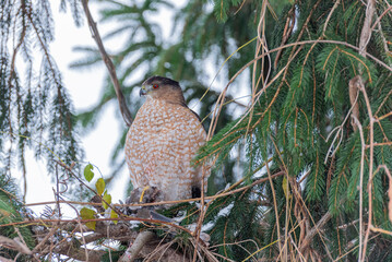 Cooper's hawk perched in evergreen tree with smaller bird clutched in talons