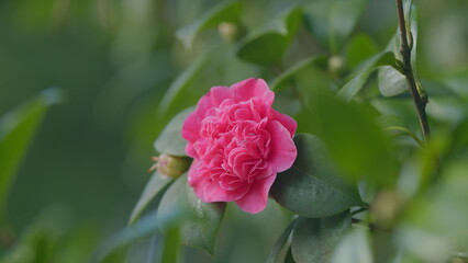 Pink Rose Like Blooms Camellia Flower And Buds. Blooming Pink Camellia. Pink Camellia In Flower.