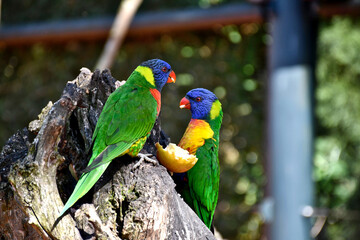 Duo de loriquet arc-en-ciel