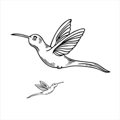 Vector monochrome flying small hummingbird realistic graphic illustration. Tropical tiny colibri bird line art painted by black inks. Protection of endemic bird. Sketch for poster, print, label