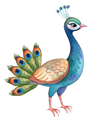 Obraz premium Watercolor Peacock Illustration Exotic Bird Colorful Feathers Avian Wildlife Nature Art