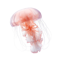 Beautiful Pink Jellyfish, Marine Life, Underwater Creature