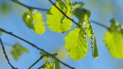 Nature. Tree Branch With Backlit Leaves In Front Of Blue Sunny Sky. Summer Season.