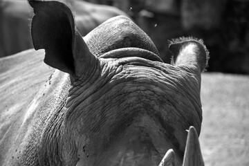 Oreilles d'un rhino © Sarah