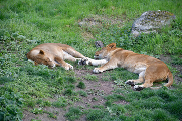 Sieste des lions