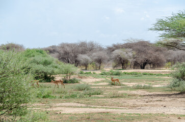 Fototapeta premium Antelopes. Tanzania. Africa.