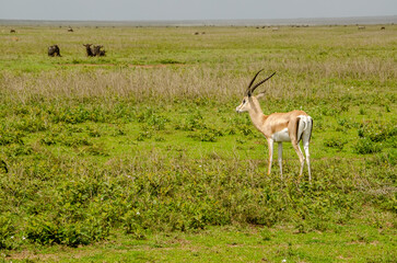 Antelopes. Tanzania. Africa.