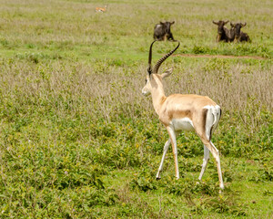 Antelopes. Tanzania. Africa.
