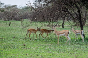 Antelopes. Tanzania. Africa.