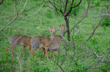 Antelopes. Tanzania. Africa.