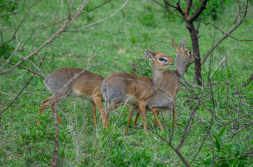 Antelopes. Tanzania. Africa.