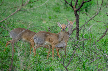 Antelopes. Tanzania. Africa.