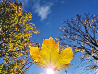 Autumn yellow leaf over blue sky and sun background
