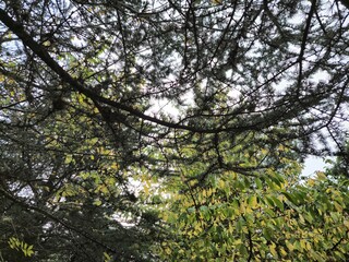 Wild forest trees background