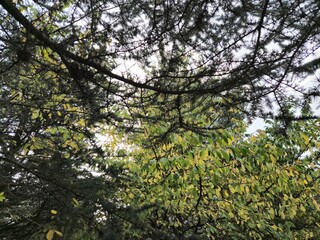 Fototapeta premium Wild forest trees background
