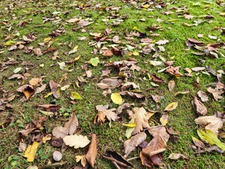 Autumn leaves on green grass background