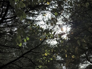 High trees in the forest as they are seen from the bottom