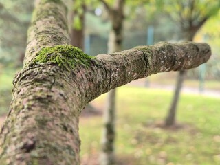 Tree branch close view with blurred background