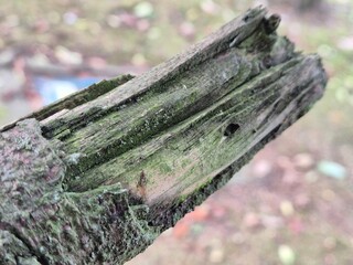 Tree branch close view with blurred background