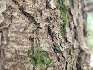 Tree bark pattern close view with blurred background
