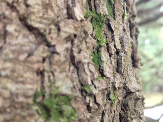 Tree bark pattern close view with blurred background