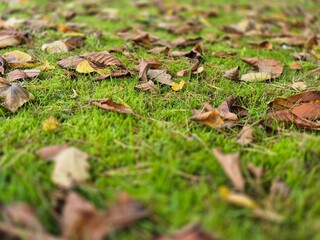 Autumn leaves on grass seasonal background