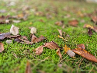 Autumn leaves on grass seasonal background